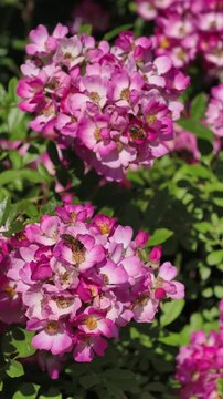 Vertical 4K slow motion footage of bees pollinating pink spirea flowers (Spiraea japonica) with green foliage. Ideal for biodiversity, environmental education, wellness and botanical content.
