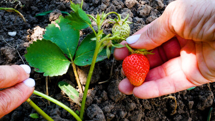Woman's hands gently parting strawberry leaves, picking a ripe red berry from the bush. Concept of growing and harvesting strawberries, organic gardening, and fresh seasonal fruit. Sweet natural © Sinelie