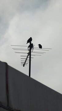 Two Birds Perched On Rooftop Television Antenna Vertical 4K Footage Silhouette Overcast Sky Urban Wildlife Nature Candid Documentary Video