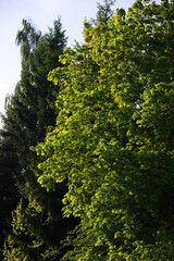 Fototapeta premium Morning light in the forest. May 2026