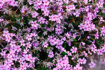 Obraz premium Pink flowers with green leaves in natural light