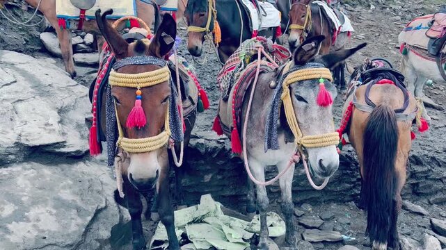 Close-up of a saddled mule standing on a mountain trekking route, highlighting traditional transportation in the Himalayan region of India.
