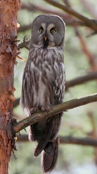 Great grey owl perched on pine tree branch in forest. Strix nebula vertical b-roll slowly turning head with intense yellow eyes contact. Majestic wild raptor bird sitting outdoors biology concept