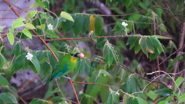 Yellow-throated Leafbird Perched Feeding on Fruit with Visible Tongue and Continuous Manipulation in Tropical Forest, Palawan Philippines