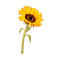 Obraz premium sunflower 
