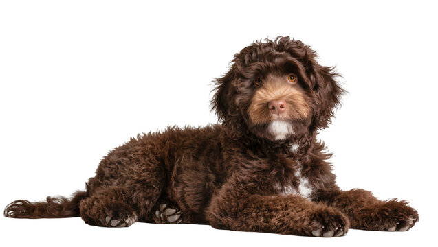 Brown curly-haired dog lying down with white chest patch