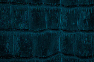 Fototapeta premium Dark teal crocodile skin texture surface