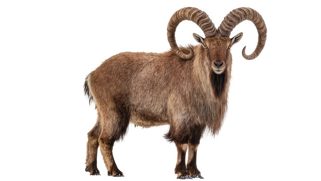 Brown ibex with large curved horns standing on white