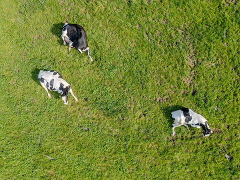 Aerial view of Holstein dairy cows grazing in green pasture, Thommen, Belgi&euml; - drone photography of cattle farming and agriculture