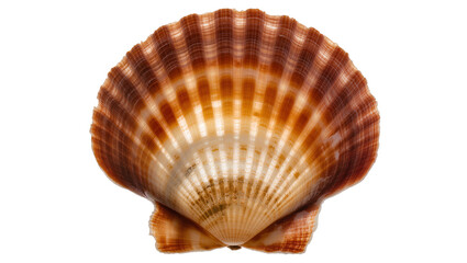 Brown and white striped scallop seashell © Lisa