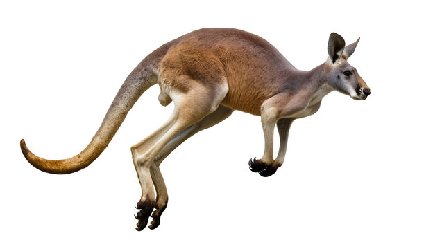 Red kangaroo leaping mid-air, side view
