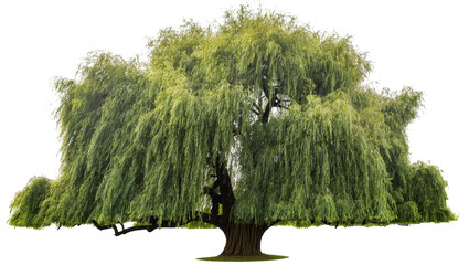 Large weeping willow tree with lush green foliage and thick trunk © Lisa