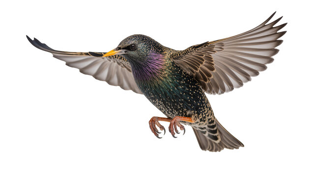 European Starling bird in flight with wings spread