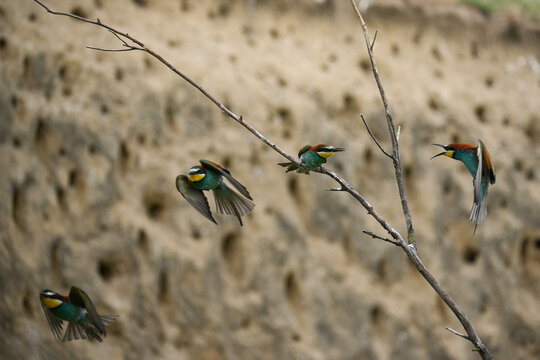 European bee-eaters in action, one bird calling with open beak while flying towards another perched on a branch near a loess wall
