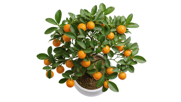 Small citrus tree with ripe orange fruits and green leaves in a pot