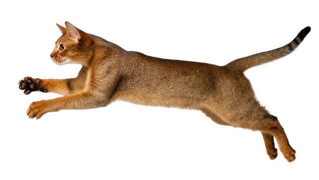 Abyssinian cat jumping mid-air with paws extended