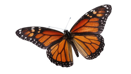 Monarch butterfly with orange and black wings © Julia