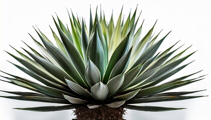 Fototapeta premium Agave Azu Isolated