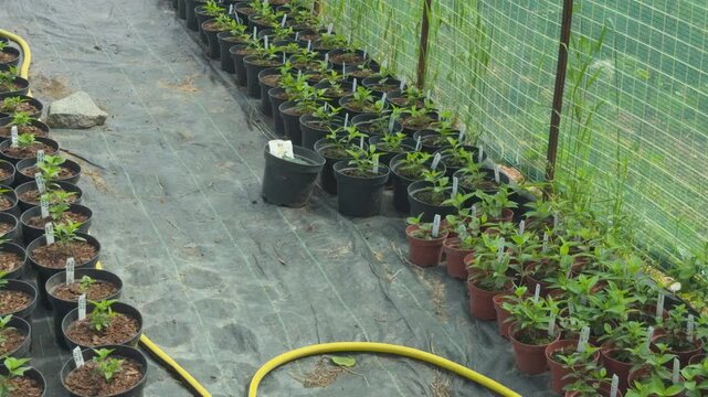 Numerous young green plants in black plastic pots growing in a nursery or home garden