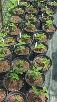 Young green seedlings growing in pots