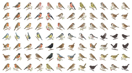 A large collection of various small birds, meticulously illustrated and arranged in rows. © Eza