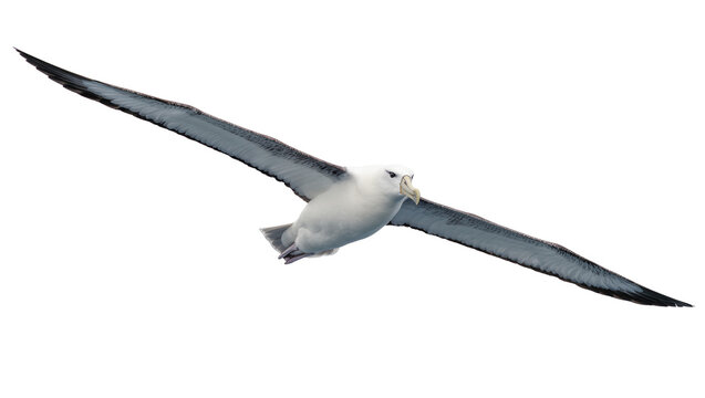 White albatross bird with long wingspan flying
