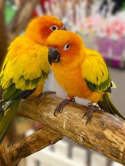 Fototapeta premium Two yellow and orange macaws stand on branch for showing in department store