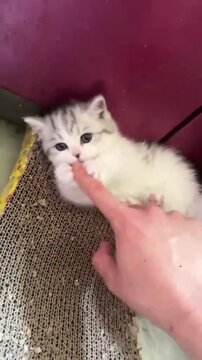 Tiny fluffy kitten playfully batting at a human finger in this adorable motion video clip for social media content usage