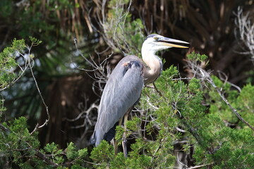 Fototapeta premium great blue heron
