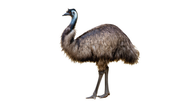 Emu bird standing profile view with grey and brown feathers