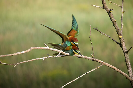 Two European bee-eaters mating on a branch, wildlife reproduction behavior