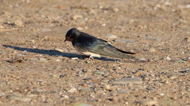 Barn swallow searching and swallowing small gravel on the ground, Hirundo rustica