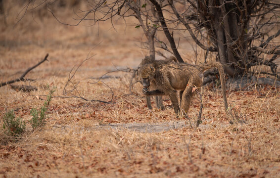 Baboon looking for food in Moremi Game Reserve, Botswana, Africa