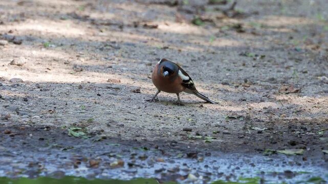 Male chaffinch singing and displaying on the ground during courtship ritual, Fringilla coelebs