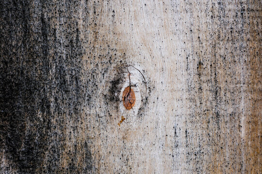 Weathered wood grain with a knot detail
