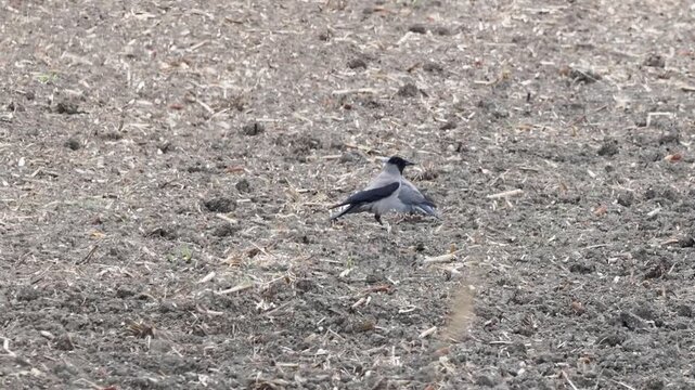 Hooded crow (Corvus cornix) attacking a European collared dove (Streptopelia decaocto), likely targeting a weakened, injured, or inexperienced bird.