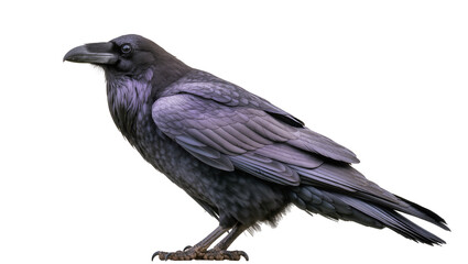 Obraz premium Black raven bird with dark grey feathers and purple iridescence