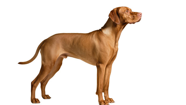 Vizsla dog standing profile view on white