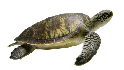 Green sea turtle swimming detailed shell pattern, reptile © Luca