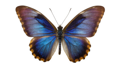 Blue Morpho Butterfly with Iridescent Wings © Hannah