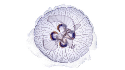 Translucent jellyfish with intricate patterns and purple-orange centers © Hannah