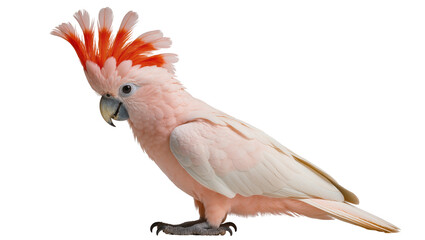 Salmon Crested Cockatoo with Orange Crest Feathers © Hannah