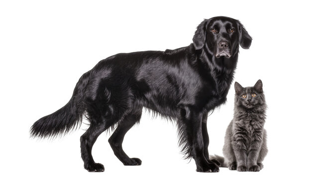 Black flat-coated retriever dog and grey fluffy cat sitting together