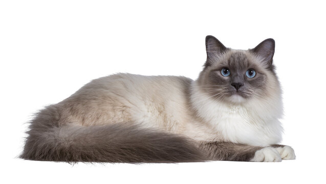 Ragdoll cat with blue eyes lying down