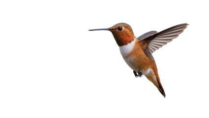 Naklejka premium Rufous hummingbird with orange throat and white chest in flight