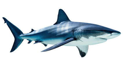 Obraz premium Blue shark swimming side view, detailed fins and gills
