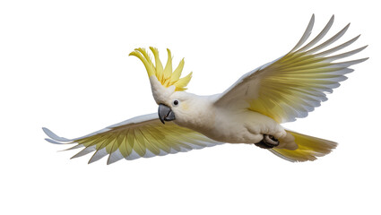 Sulphur-crested cockatoo in flight with yellow crest and wings © Hannah