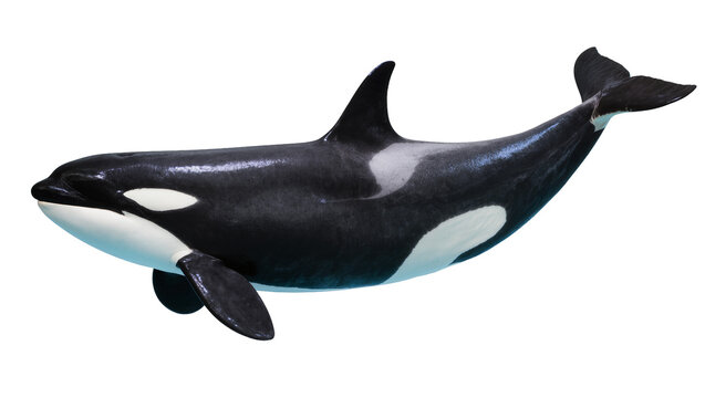 Orca whale swimming, black and white marine mammal