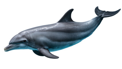Gray dolphin swimming underwater with white highlights © Hannah