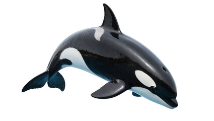 Orca Killer Whale Swimming Black White Marine Mammal © Hannah